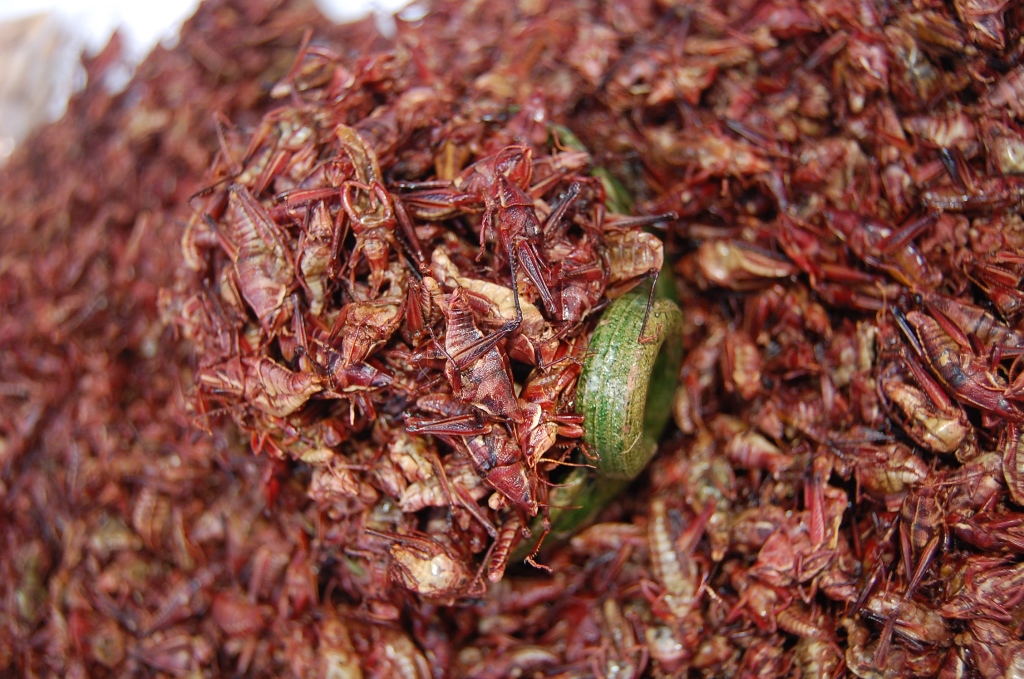 Chapulines